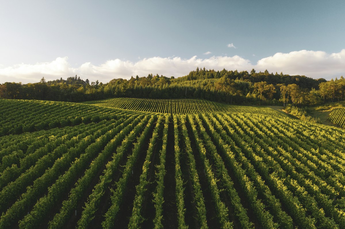 Rangs de vigne vus du ciel